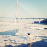  Отдых на о.Русском Приморский край, фото Прохор учится выживать  pug  prokhor  prokhorpug  sea  russianisland
